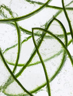Brightening Peptide Hydrogel Eye Patches